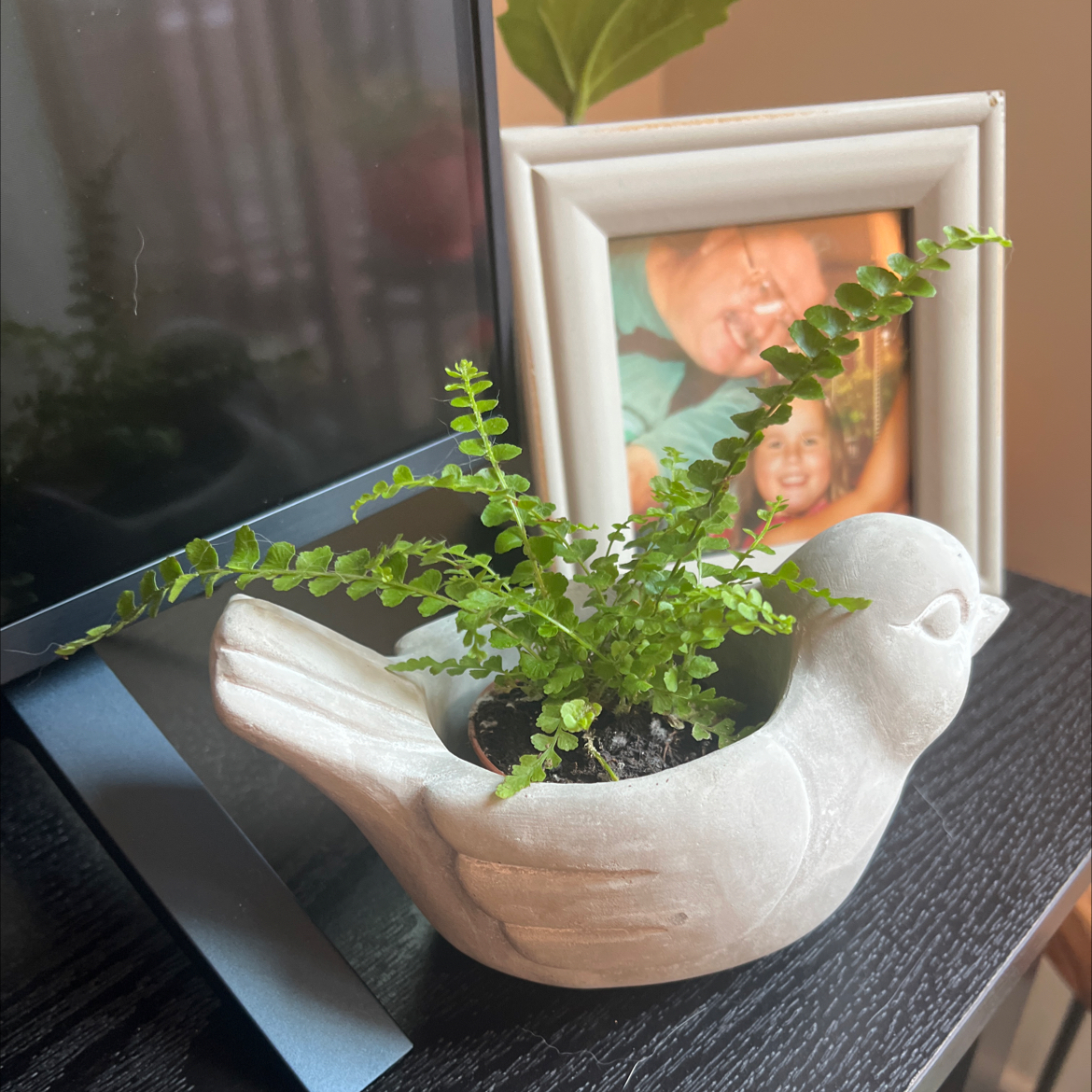 Photo of the plant species Lucky Lemon Fern by @LavishAjídulce named Luna on Greg, the plant care app