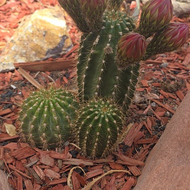 Photo of the plant species Argentine Giant by @ZestyRubyball67 named Elle on Greg, the plant care app