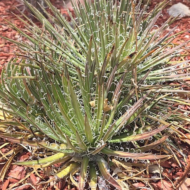 Photo of the plant species Guapilla by @ZestyRubyball67 named Leaf Erickson on Greg, the plant care app