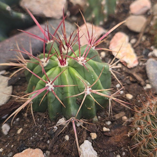 Photo of the plant species Fire Barrel Cactus by @ZestyRubyball67 named Bodhi on Greg, the plant care app