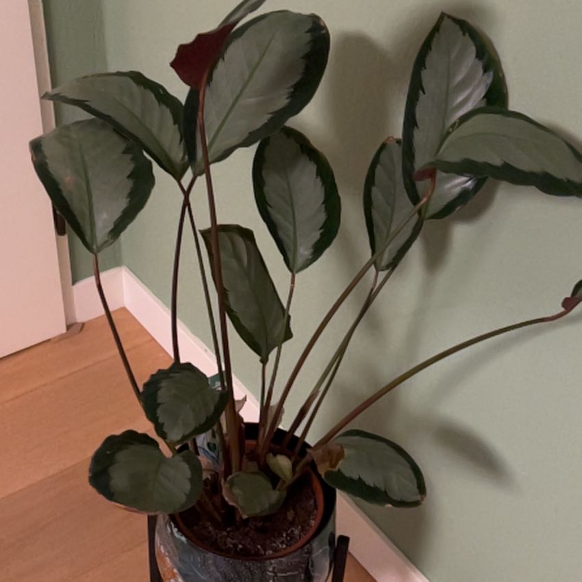 Photo of the plant species Calathea Corona by @ProPurei3 named Elle on Greg, the plant care app