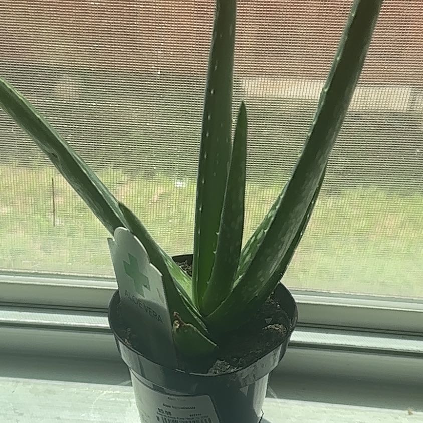 Photo of the plant species Aloe Barbadensis by @YesLoquat33 named Lola on Greg, the plant care app