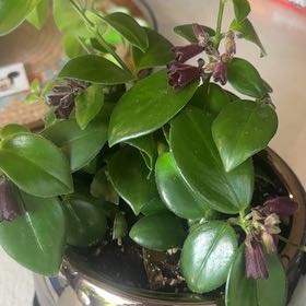 Photo of the plant species Lipstick black by @irisgal86 named Mona Lisa on Greg, the plant care app