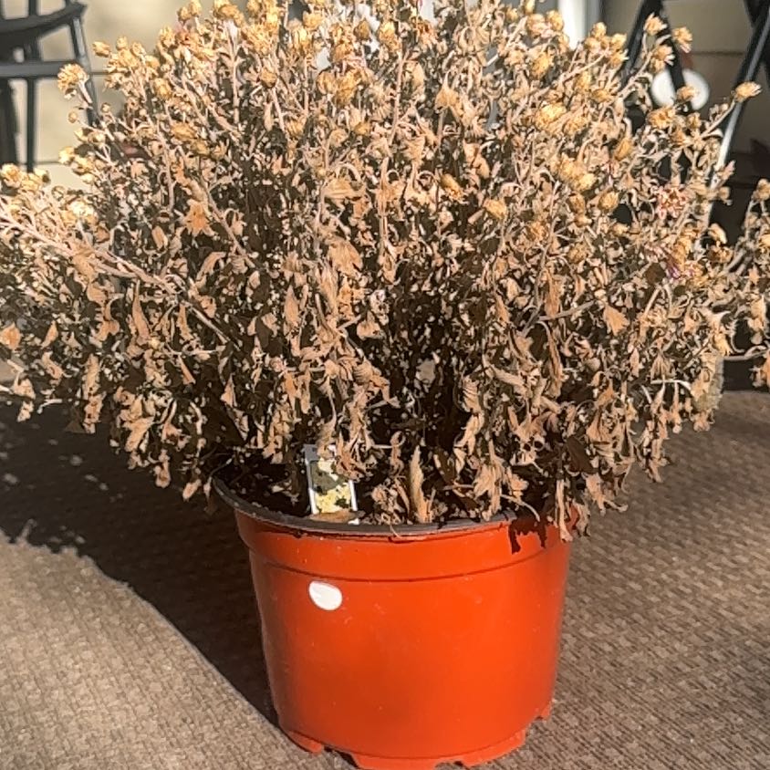 Photo of the plant species Mum by @CleanBonsaitree named Osmo on Greg, the plant care app