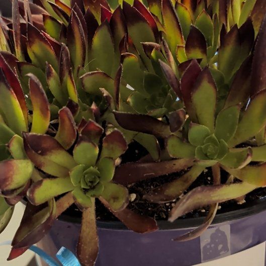 Photo of the plant species Aeonium Hybrid by @QuickKoa15 named Hemingway on Greg, the plant care app