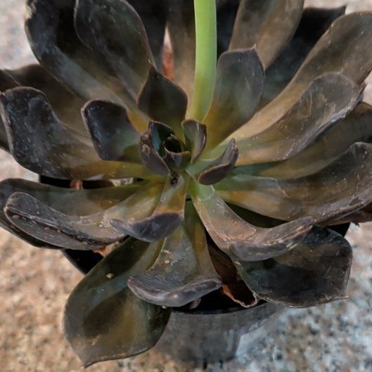 Photo of the plant species Echeveria 'Dark Moon' by @QuickKoa15 named Lebron on Greg, the plant care app