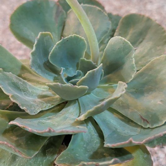 Photo of the plant species Succulent by @QuickKoa15 named Taylor Swift on Greg, the plant care app