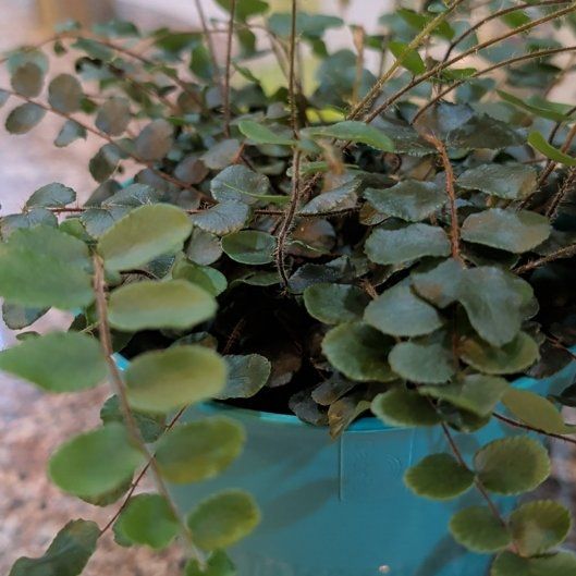 Photo of the plant species Button fern by @QuickKoa15 named Baesil on Greg, the plant care app