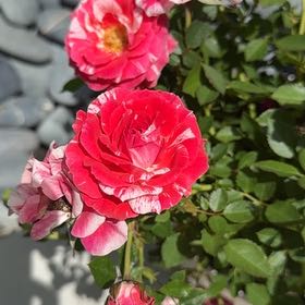 Plant care for Arrowhead Vine on Greg, the plant care app