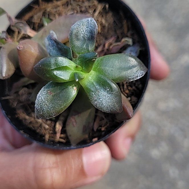 Photo of the plant species Echeveria compressicaulis by @PromisingKaro39 named Baby on Greg, the plant care app