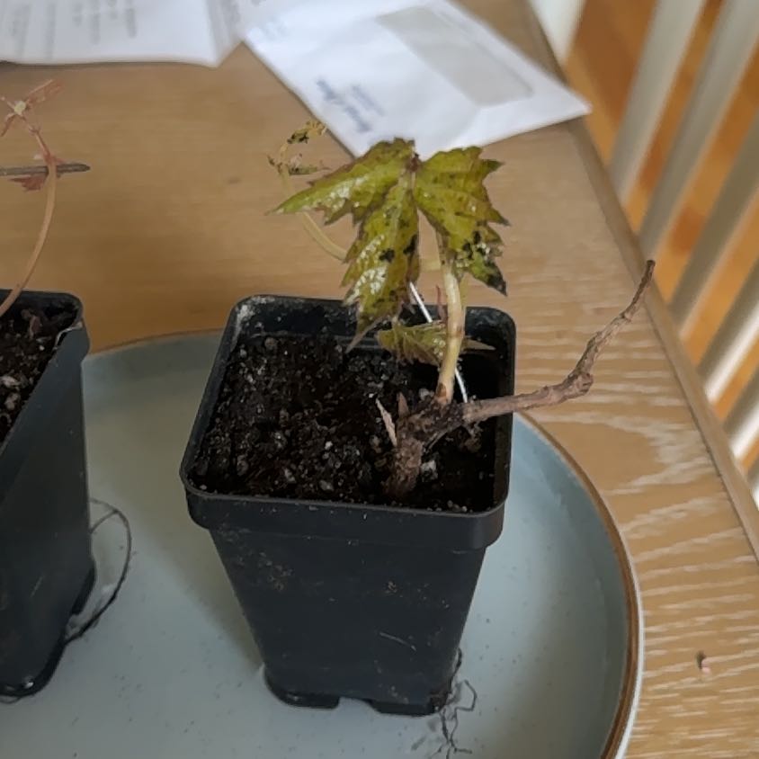 Photo of the plant species Boston Ivy 'Fenway Park' by @CaringCorn56 named Harry on Greg, the plant care app