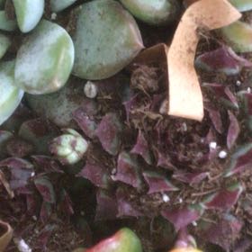 Photo of the plant species Andromischus Triflorus by @TidySawpalmetto named Aria on Greg, the plant care app