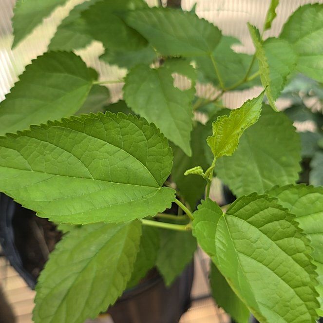 Photo of the plant species Black Elderberry 'Samyl' by @BrawnyAvocado54 named Plato on Greg, the plant care app