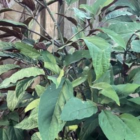 Photo of the plant species Philippine Glorybower by @GreatSpiderwort named Diana on Greg, the plant care app