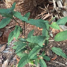 Photo of the plant species Jerusalem Cherry by @GreatSpiderwort named Aria on Greg, the plant care app