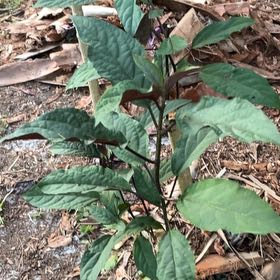 Photo of the plant species Philippine Glorybower by @GreatSpiderwort named Foxxy on Greg, the plant care app