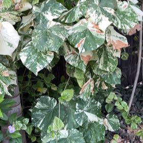 Photo of the plant species Sea Hibiscus by @GreatSpiderwort named Dolores on Greg, the plant care app