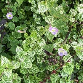 Photo of the plant species Chinese Violet by @GreatSpiderwort named McKinley on Greg, the plant care app
