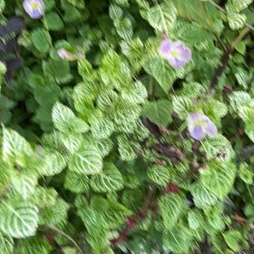 Photo of the plant species Chinese Violet by @GreatSpiderwort named Muhammad Ali on Greg, the plant care app