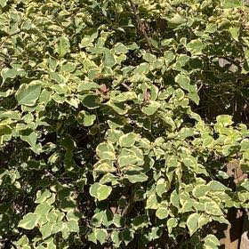 Photo of the plant species Large-Leaved Muehlenbeckia by @GreatSpiderwort named Walt on Greg, the plant care app