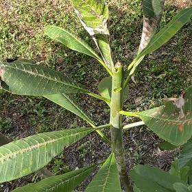 Photo of the plant species Singapore Graveyard Flower by @GreatSpiderwort named Keanu Leaves on Greg, the plant care app