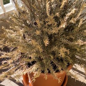 Photo of the plant species Grevillea 'Fireworks' by @GracedBaytree named Sol on Greg, the plant care app