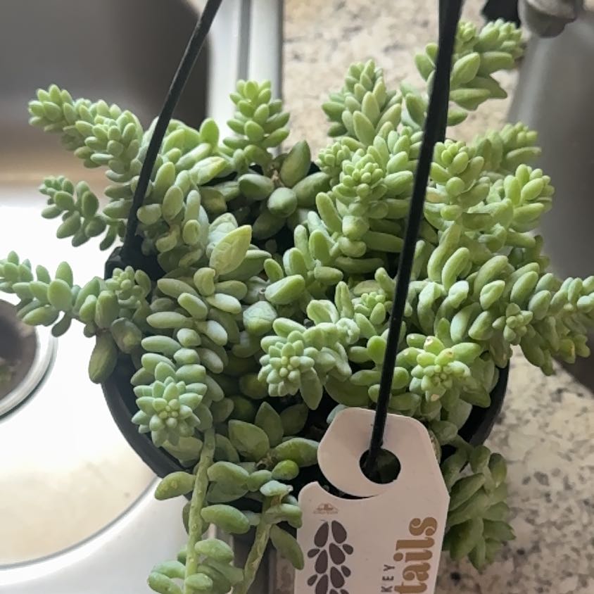 Photo of the plant species Donkey Tail by @SugarFlamelily named Doja Cat on Greg, the plant care app