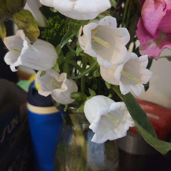 Photo of the plant species Canterbury Bells by @KingpinOxlip53 named Kardashian on Greg, the plant care app