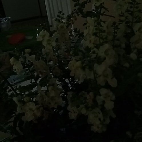 Photo of the plant species White Orchid by @UndoubtedTawa named Anne on Greg, the plant care app