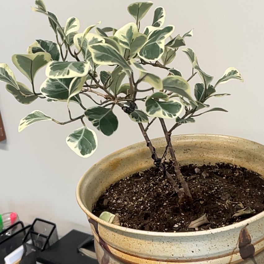Photo of the plant species Triangle Ficus by @ClubbyBokchoi95 named Apollo on Greg, the plant care app