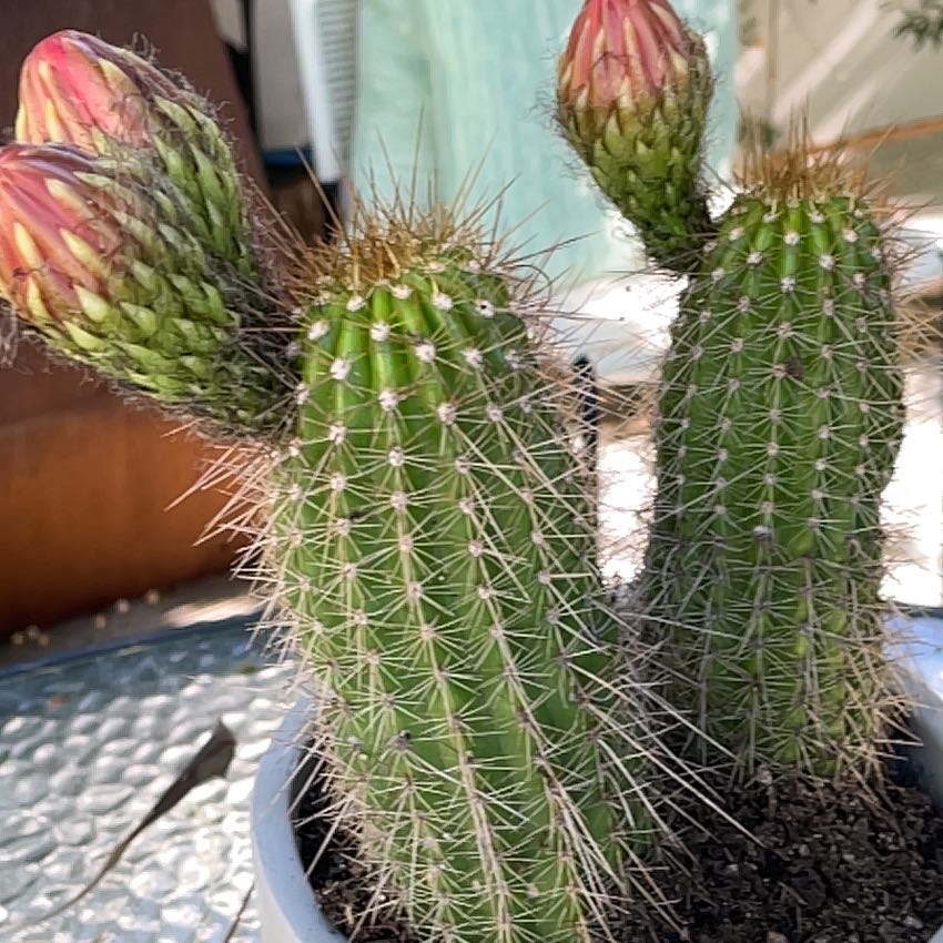 Photo of the plant species Tricholobivia 'Crimsonie' by @GallantPetunia3 named Mando on Greg, the plant care app