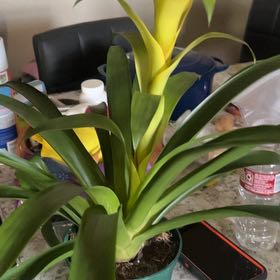 Spike Leaves