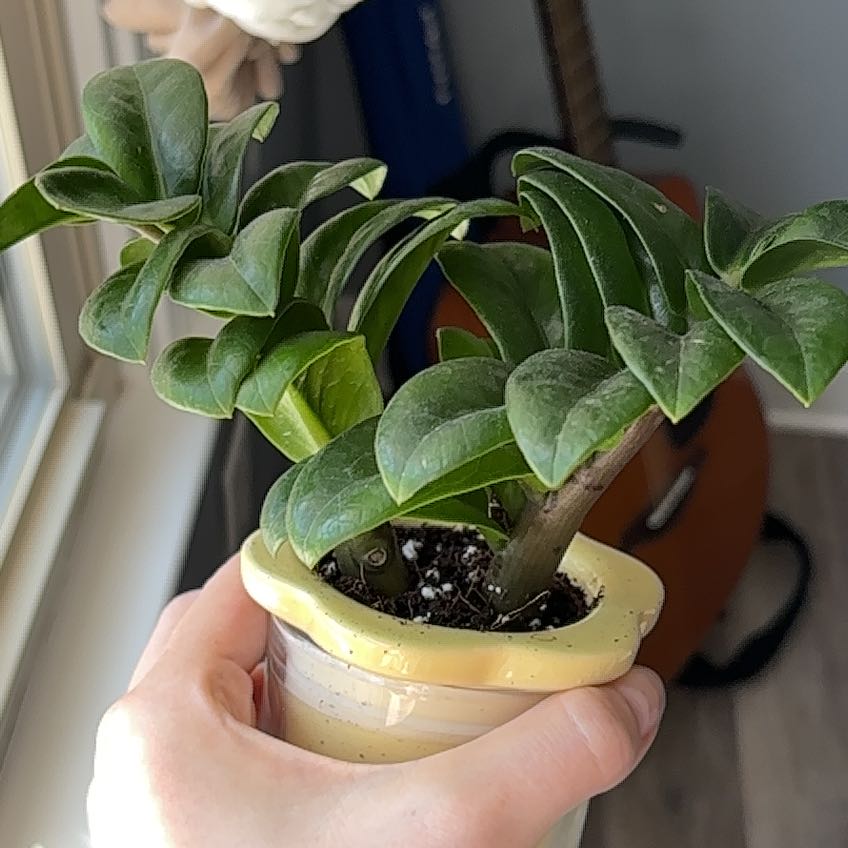 Photo of the plant species Zamicro ZZ Plant by @UberHaworthia31 named Gobi on Greg, the plant care app