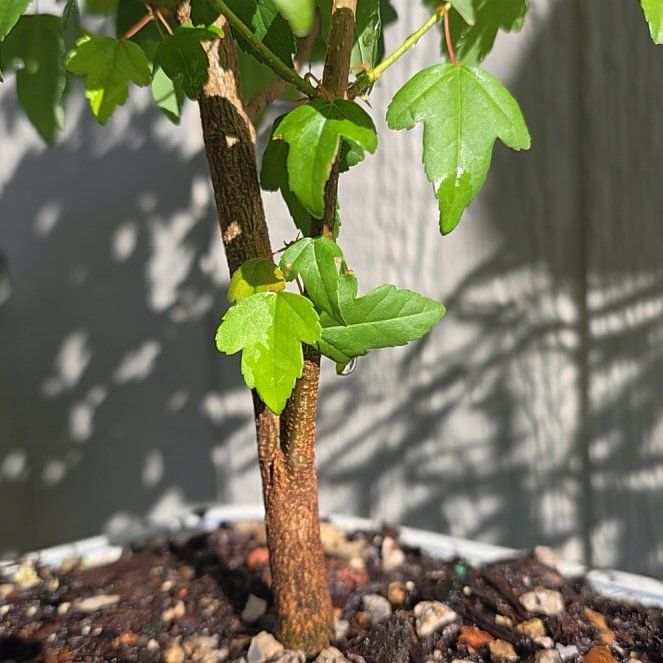 Photo of the plant species Montpellier Maple by @UberDecodon55 named Ronaldo on Greg, the plant care app