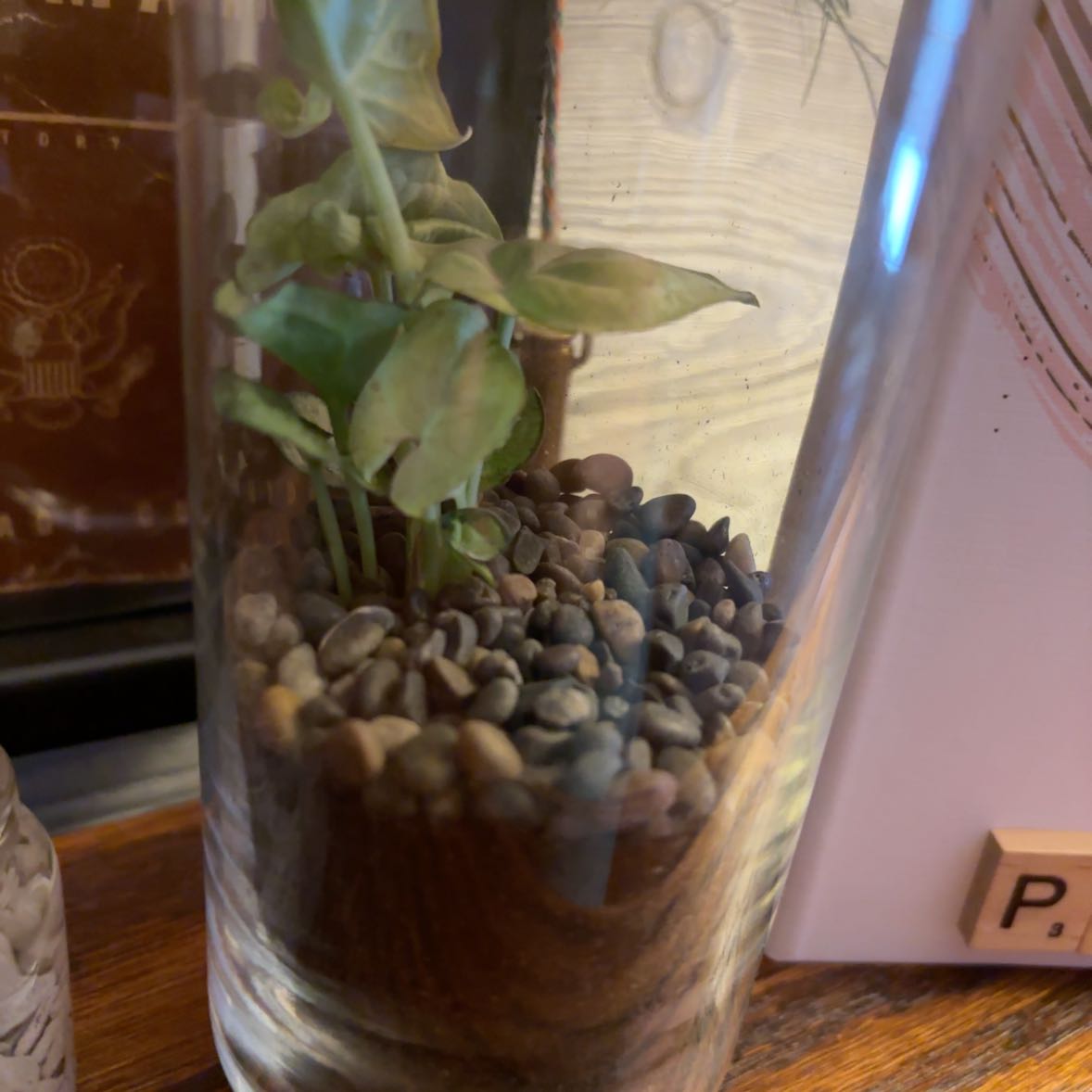 Photo of the plant species Terrarium by @UberCorn62 named Sol on Greg, the plant care app