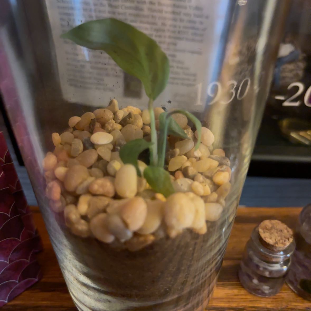 Photo of the plant species Terrarium by @UberCorn62 named Fernie Mercury on Greg, the plant care app