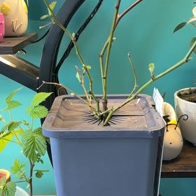 Photo of the plant species Blackberry by @UberCorn62 named Doja Cat on Greg, the plant care app