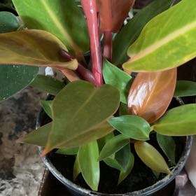 Photo of the plant species Philodendron Prince of Red by @GreatCacto59 named Willow on Greg, the plant care app