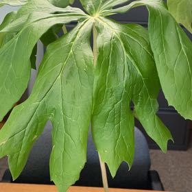 Photo of the plant species Mayapple by @BackupBeans88 named Miley on Greg, the plant care app