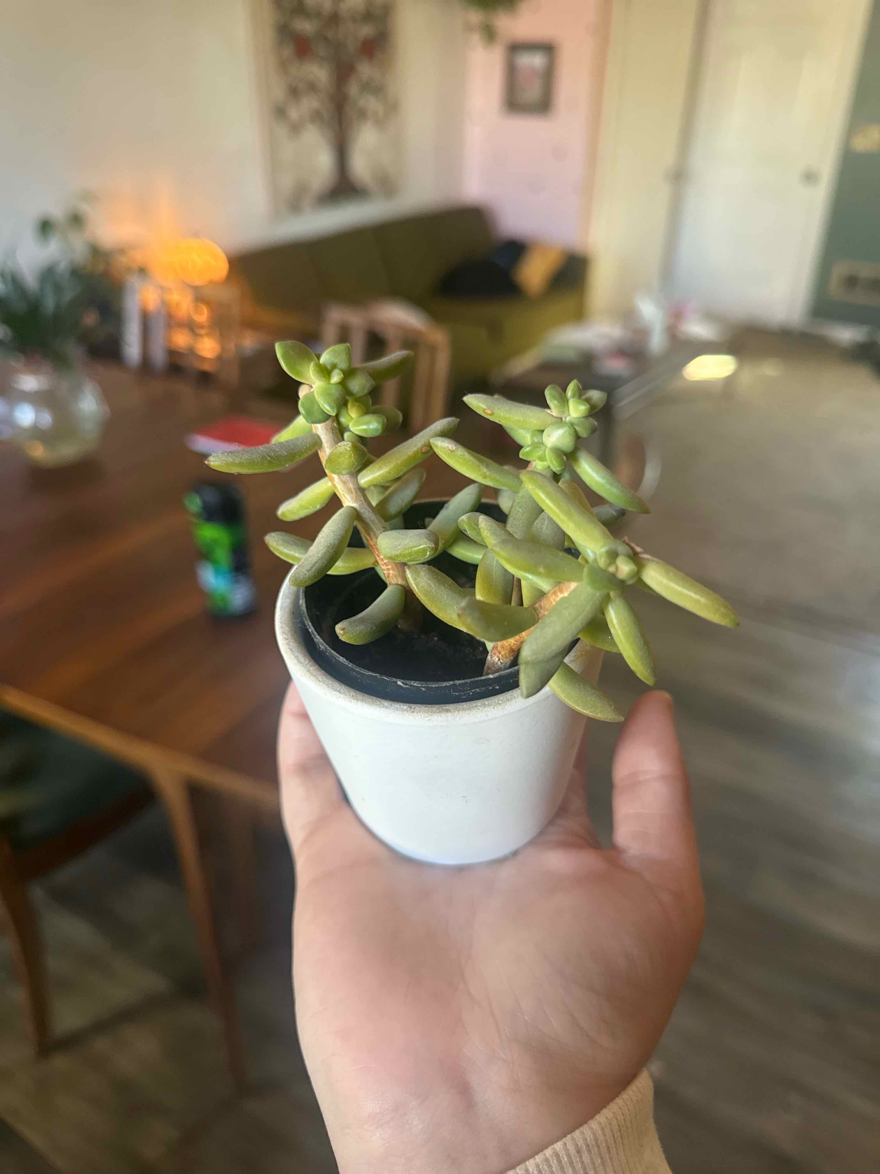 Photo of the plant species Jelly Bean Plant by @AllieBrown00 named Norman on Greg, the plant care app
