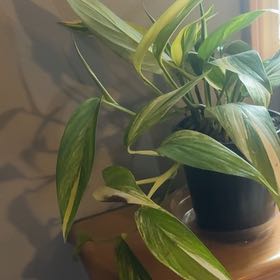 Photo of the plant species Pothos amplifolia by @AllieBrown00 named Mollie on Greg, the plant care app