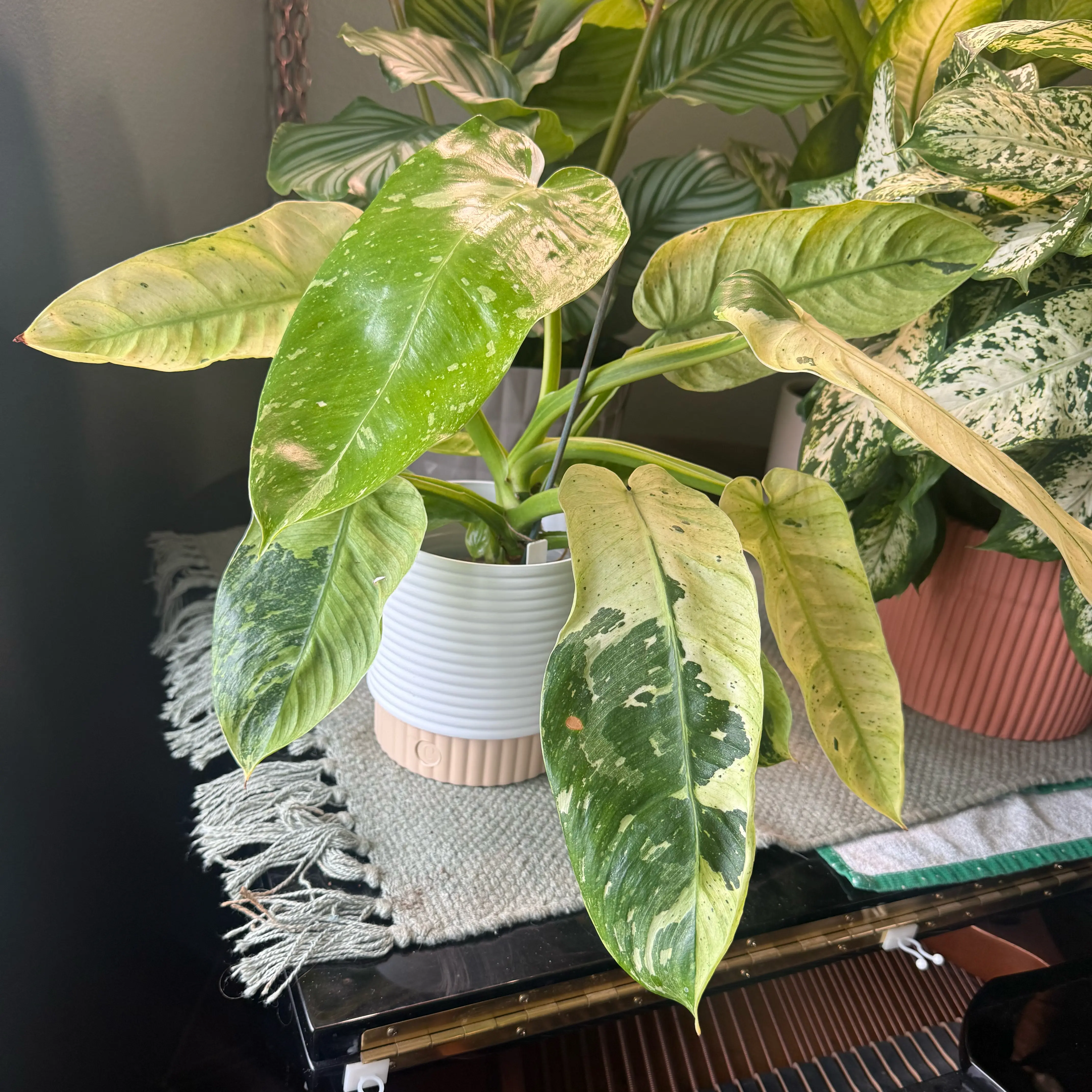 Photo of the plant species Philodendron Jose Bueno Fiesta by @AllieBrown00 named ET on Greg, the plant care app