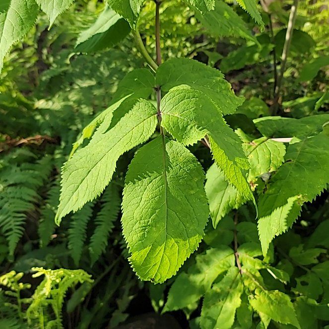 Photo of the plant species European Red Elderberry by @SharpCactus86 named Prince on Greg, the plant care app