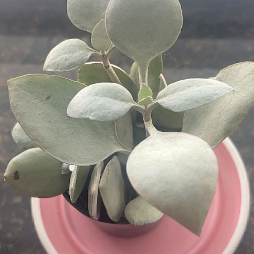 Photo of the plant species Silver Teaspoons by @HardyGinseng61 named Planty on Greg, the plant care app