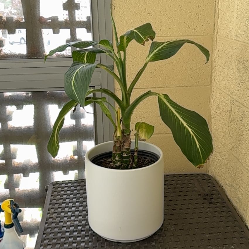 Photo of the plant species Sterling Dieffenbachia by @HighAlfalfa54 named Aria on Greg, the plant care app