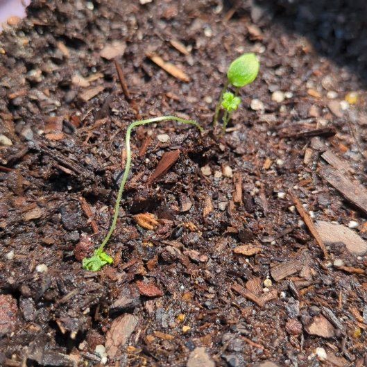 Photo of the plant species Delphinium elatum subsp. helveticum by @LadyFyreFox named Navajo on Greg, the plant care app