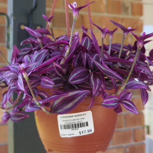 Photo of the plant species Tradescantia 'Pink Paradise' by @LadyFyreFox named Athena on Greg, the plant care app