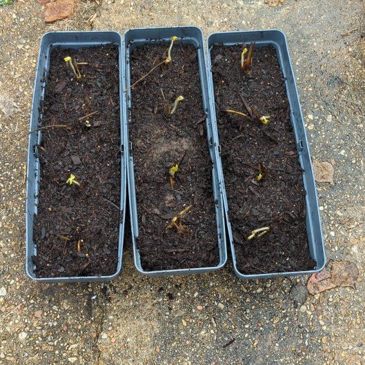 Photo of the plant species Albion Strawberry by @LadyFyreFox named Bigleef Smalls on Greg, the plant care app