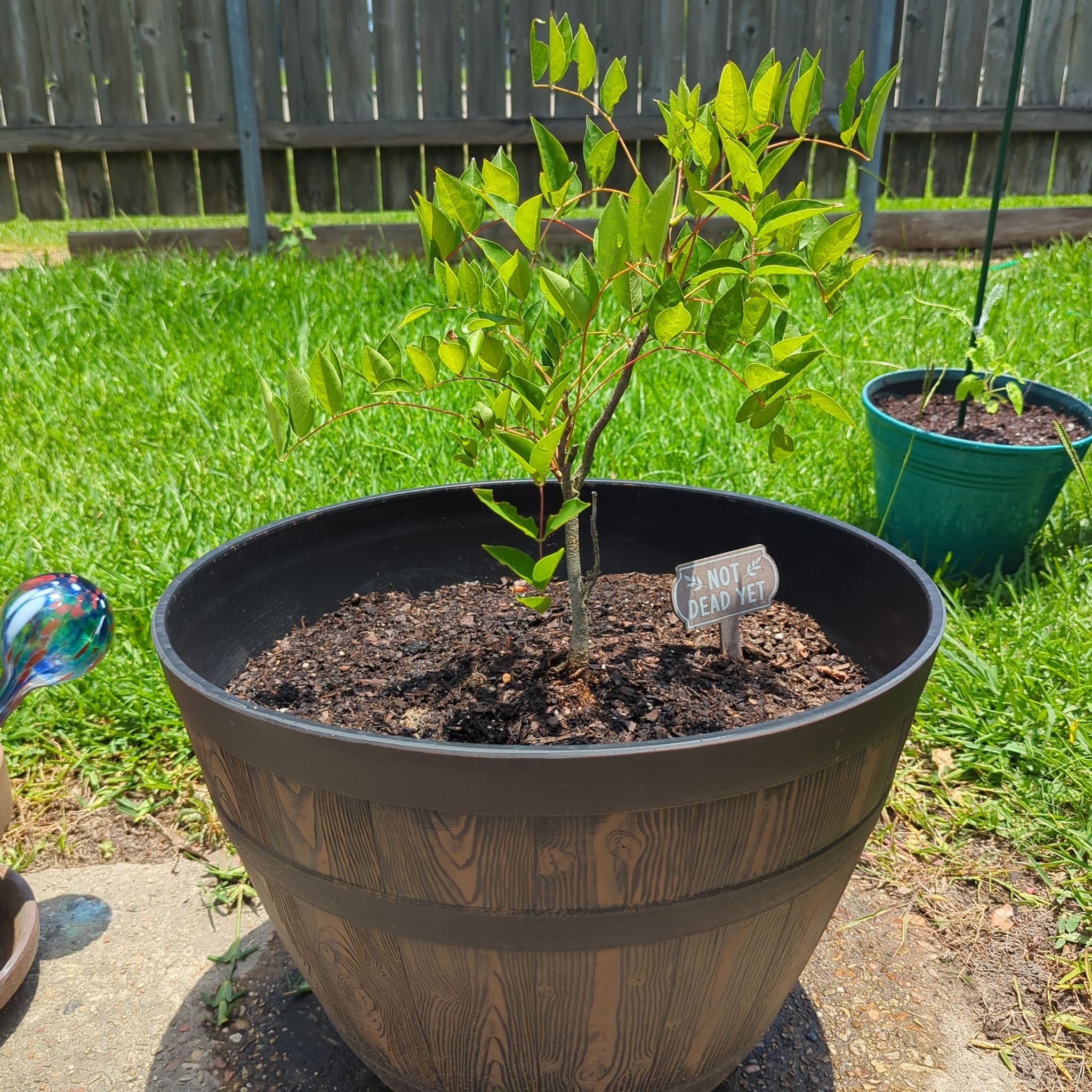 Photo of the plant species Blue Moon Wisteria by @LadyFyreFox named Sonora on Greg, the plant care app