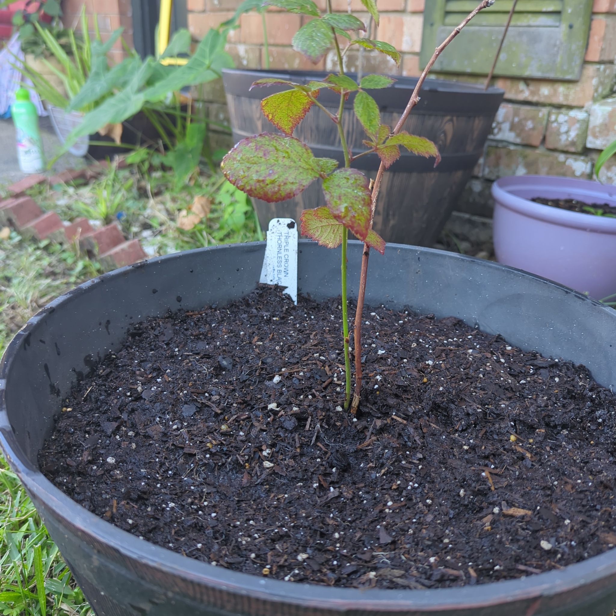 Photo of the plant species Blackberry 'Triple Crown Thornless' by @LadyFyreFox named Xena on Greg, the plant care app